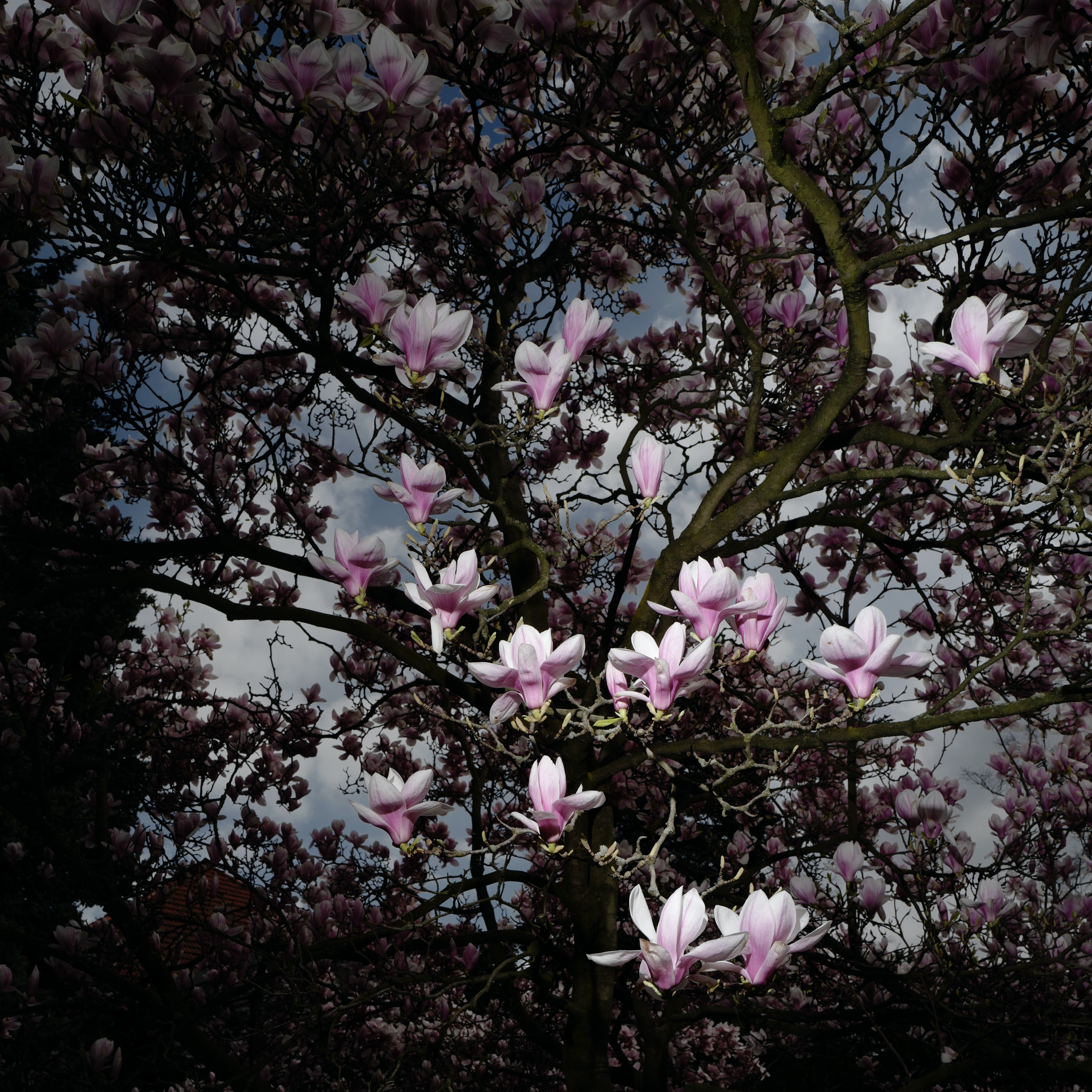 Magnolia