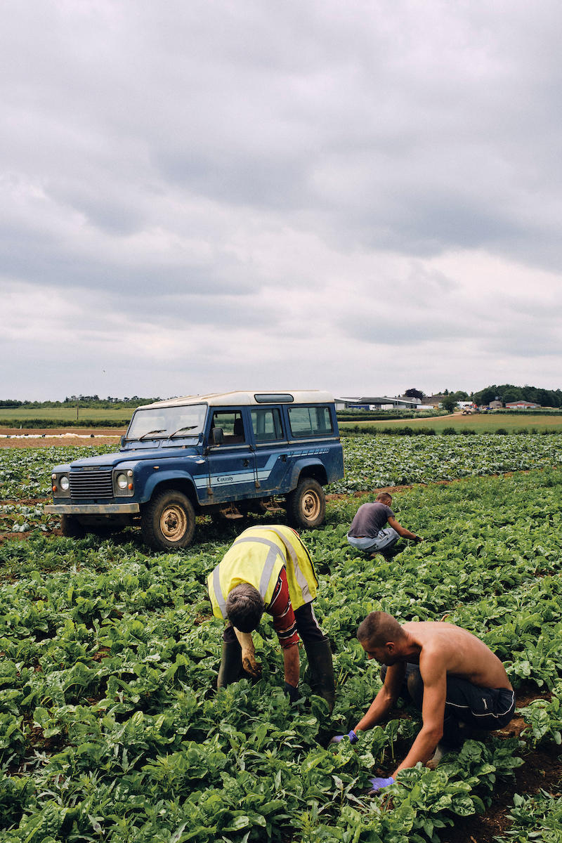 Greg Funnell: Work for the Food, Farming and Countryside Commission 