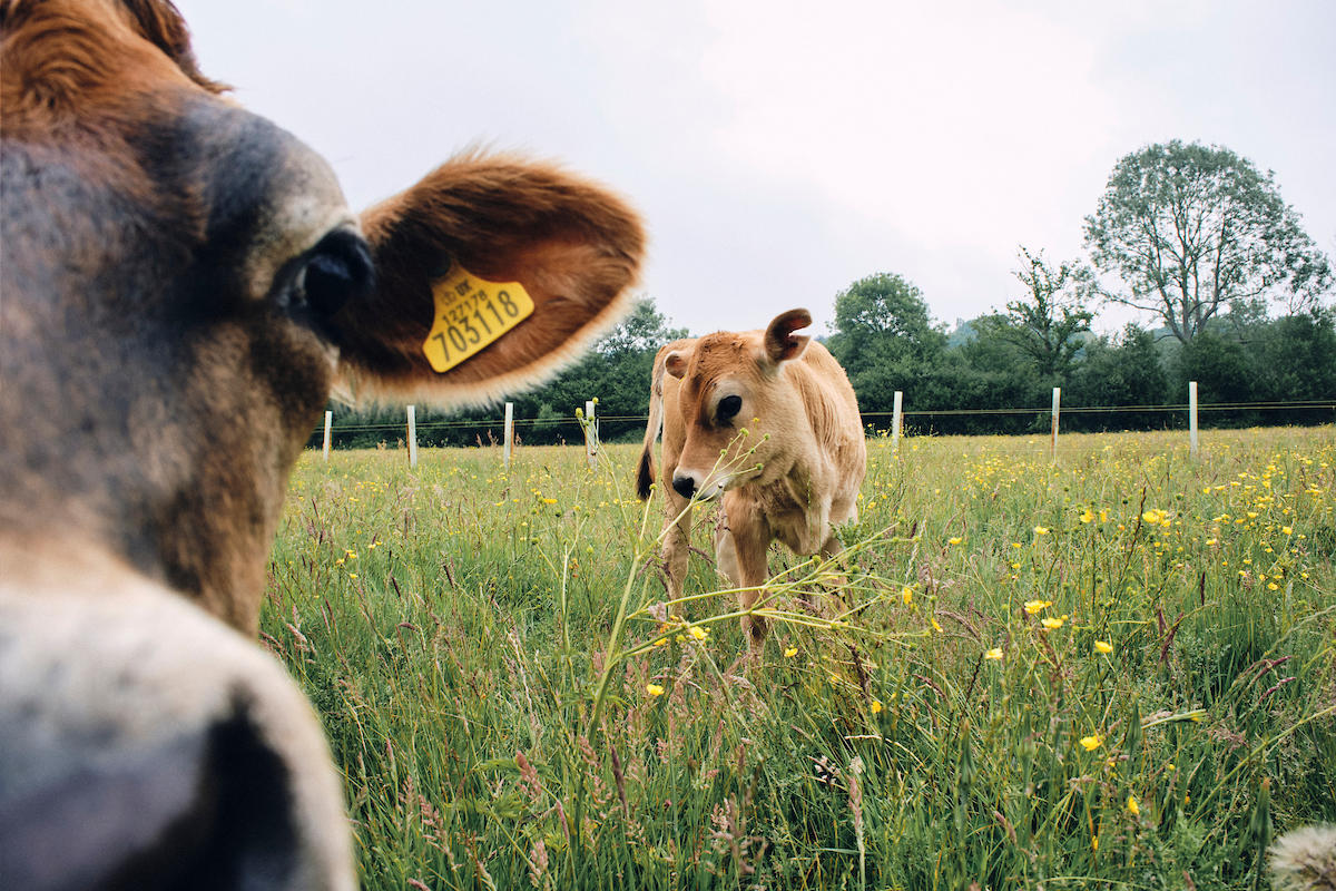 Greg Funnell: Work for the Food, Farming and Countryside Commission 